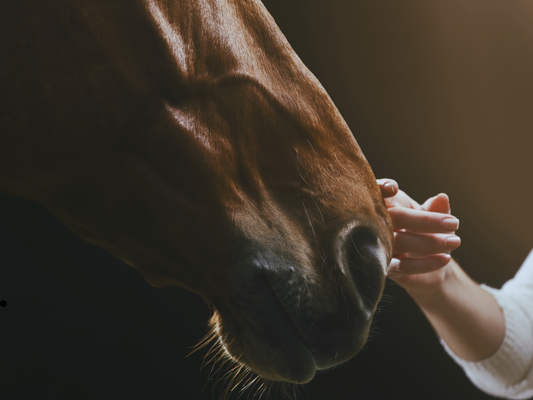 African Horse Sickness