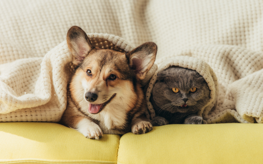 Colloidal Silver Pets At Home